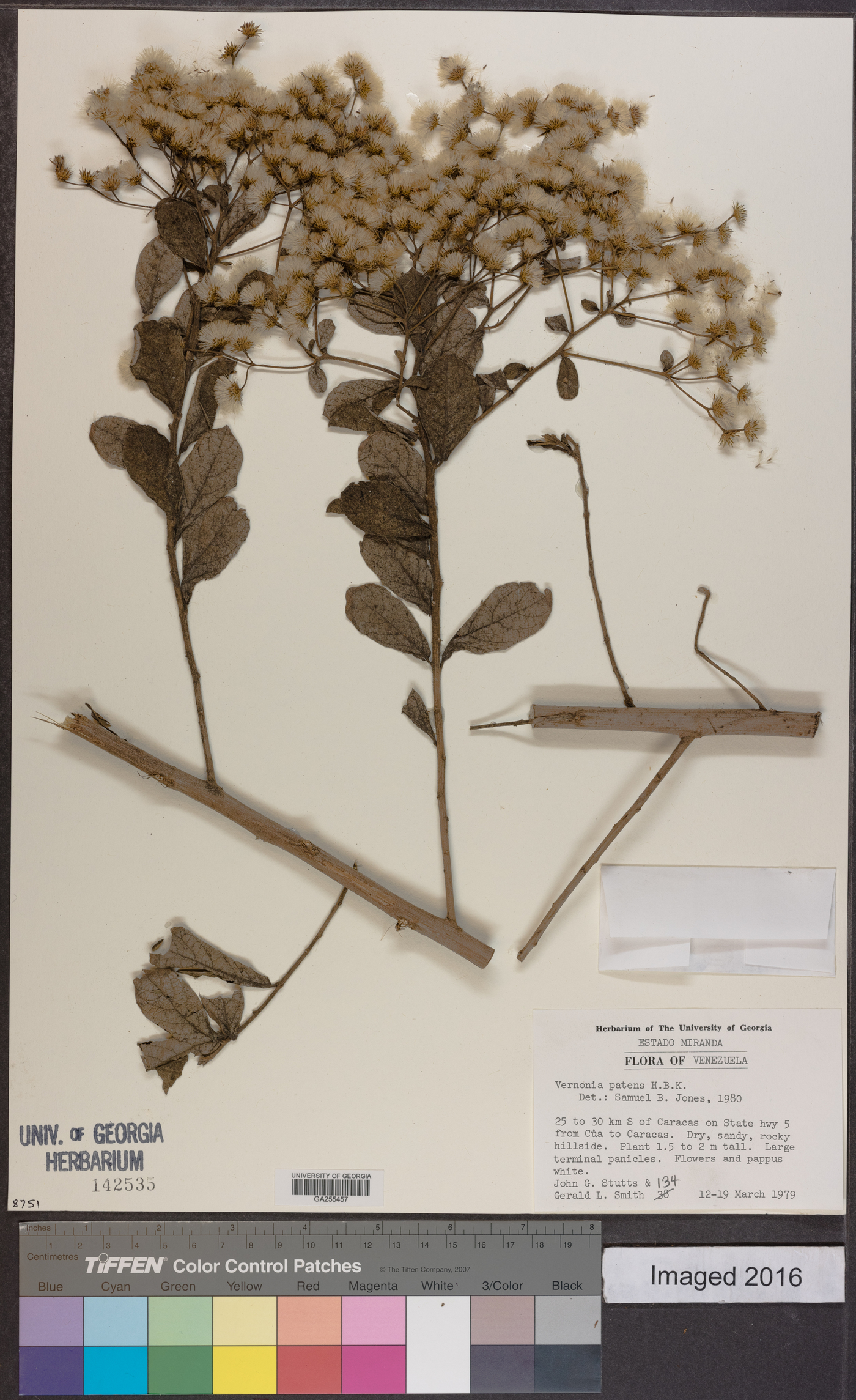 Vernonia patens image