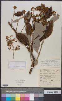 Image of Critoniopsis peruviana