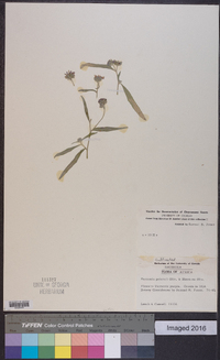 Vernoniastrum latifolium image