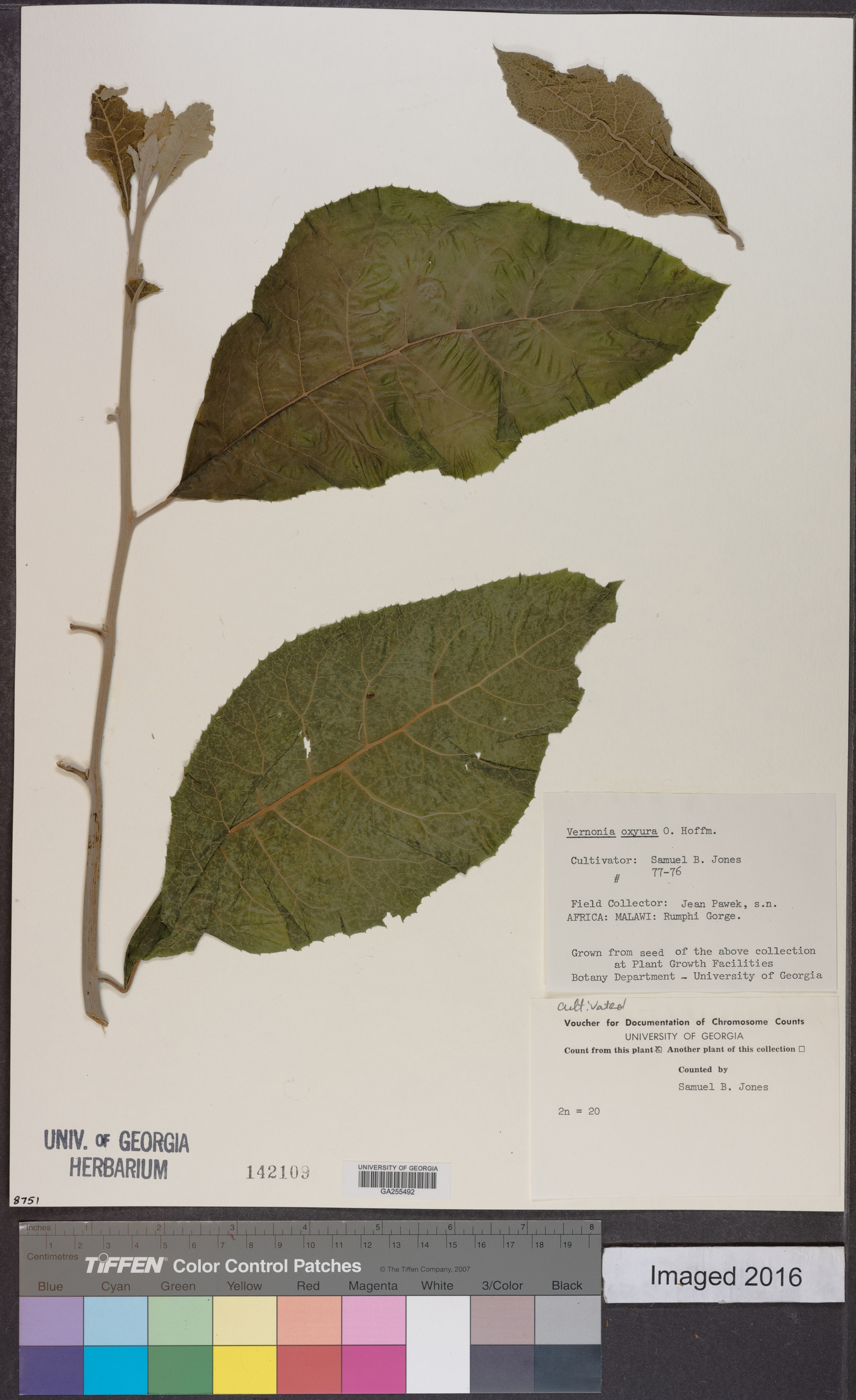 Gymnanthemum coloratum subsp. oxyurum image