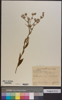 Chrysolaena platensis image