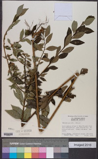 Vernonia pluvialis image