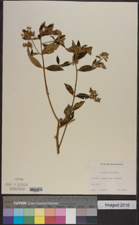 Vernonia pluvialis image