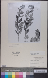 Vernonia pluvialis image