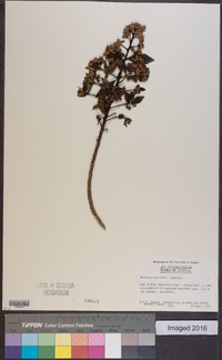 Vernonia pluvialis image