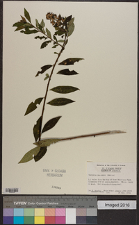 Vernonia pluvialis image