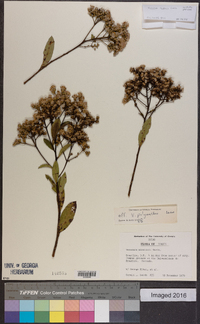 Vernonia polyanthes image