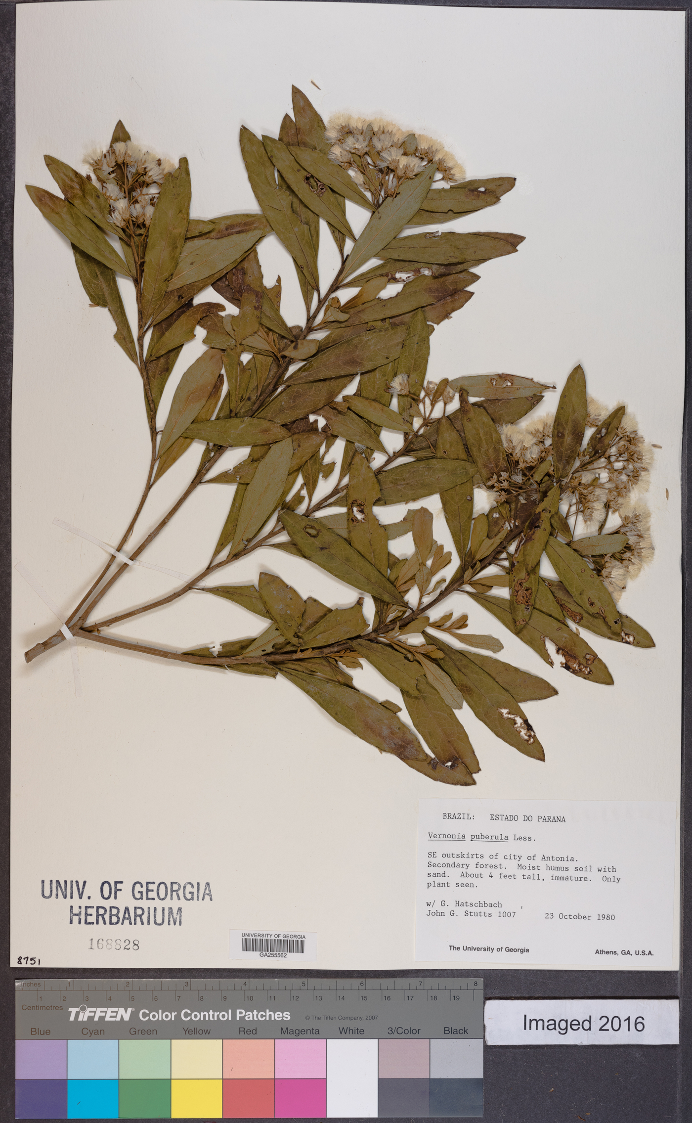 Vernonanthura puberula image