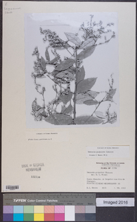 Lepidaploa purpurata image
