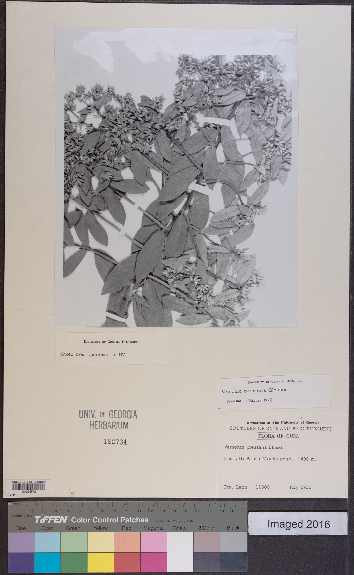Lepidaploa purpurata image