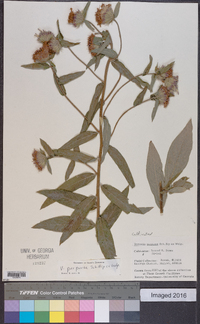 Nothovernonia purpurea image