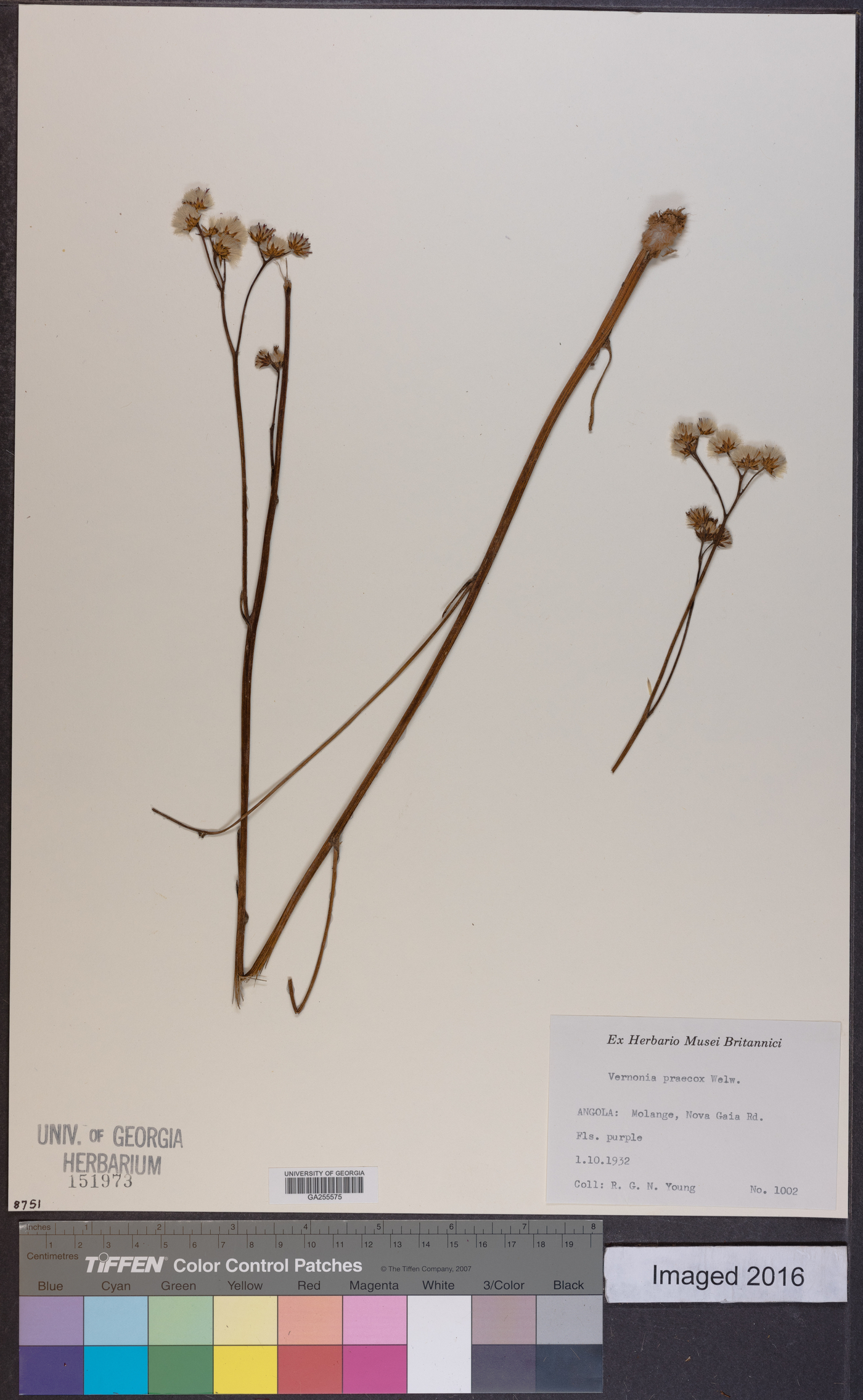 Vernonia praecox image