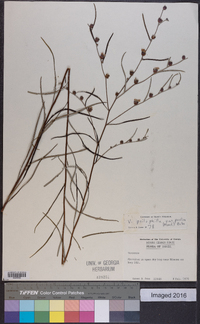 Lessingianthus psilophyllus image
