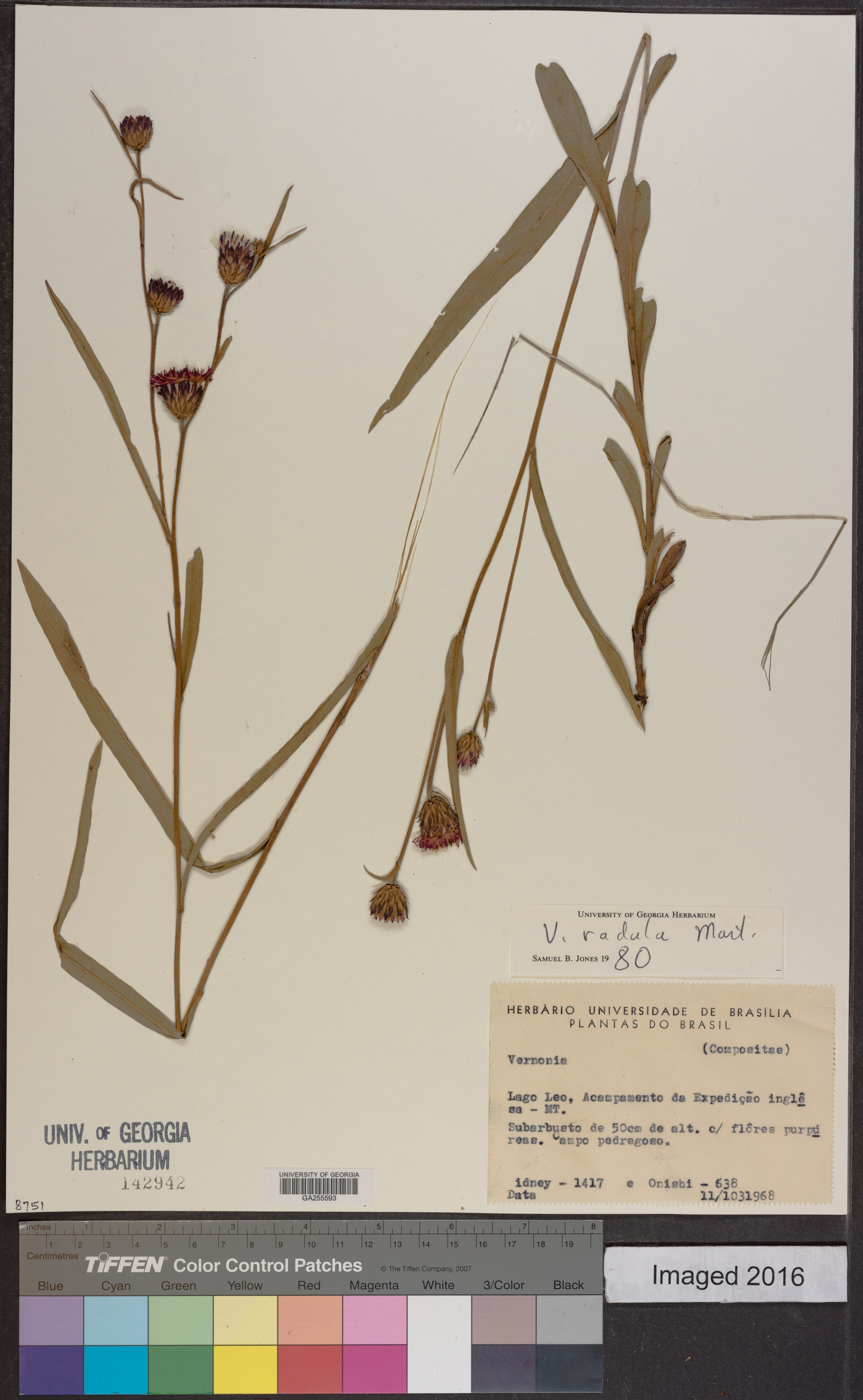 Vernonia radula image