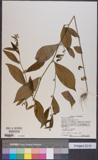 Lepidaploa remotiflora image