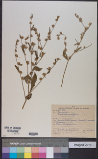 Lepidaploa remotiflora image