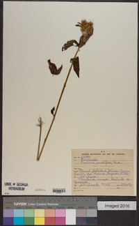 Lepidaploa remotiflora image