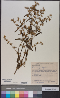 Lepidaploa remotiflora image