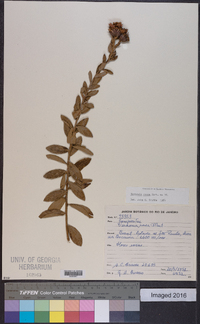 Lessingianthus roseus image