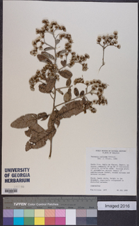 Vernonia ruficoma image