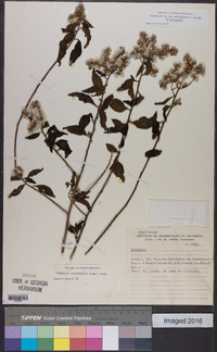 Vernonia scorpioides image