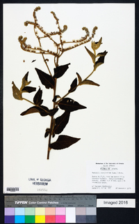Vernonia scorpioides image