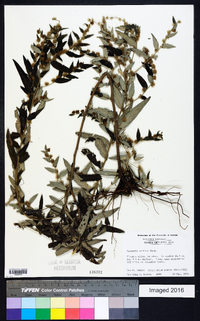 Vernonia sericea image