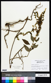 Vernonia sericea image