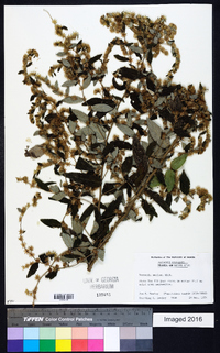 Vernonia sericea image