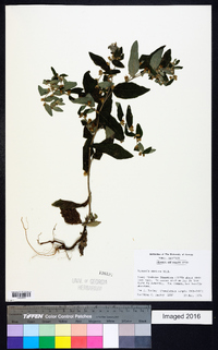 Vernonia sericea image