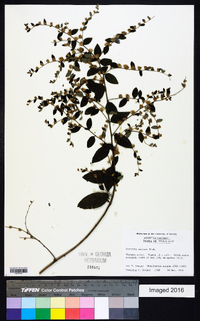 Vernonia sericea image