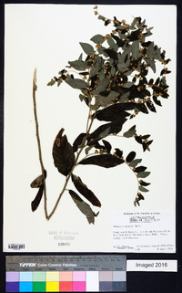 Vernonia sericea image