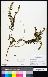 Vernonia sericea image