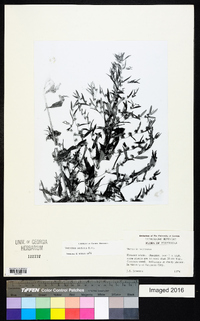 Vernonia sericea image