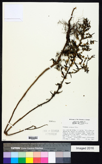 Vernonia sericea image