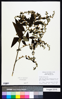 Vernonia sericea image