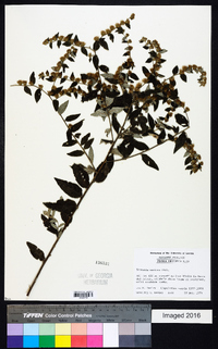 Vernonia sericea image