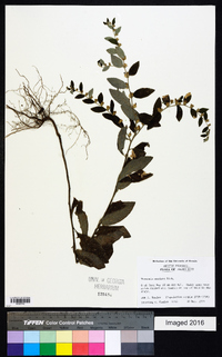 Vernonia sericea image