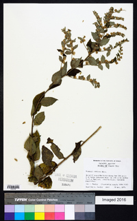 Vernonia sericea image