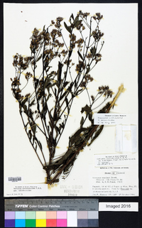 Vernonia serratuloides image