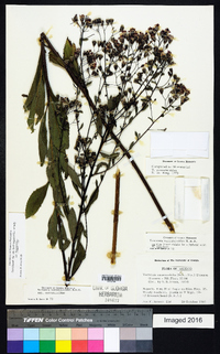 Image of Vernonia serratuloides