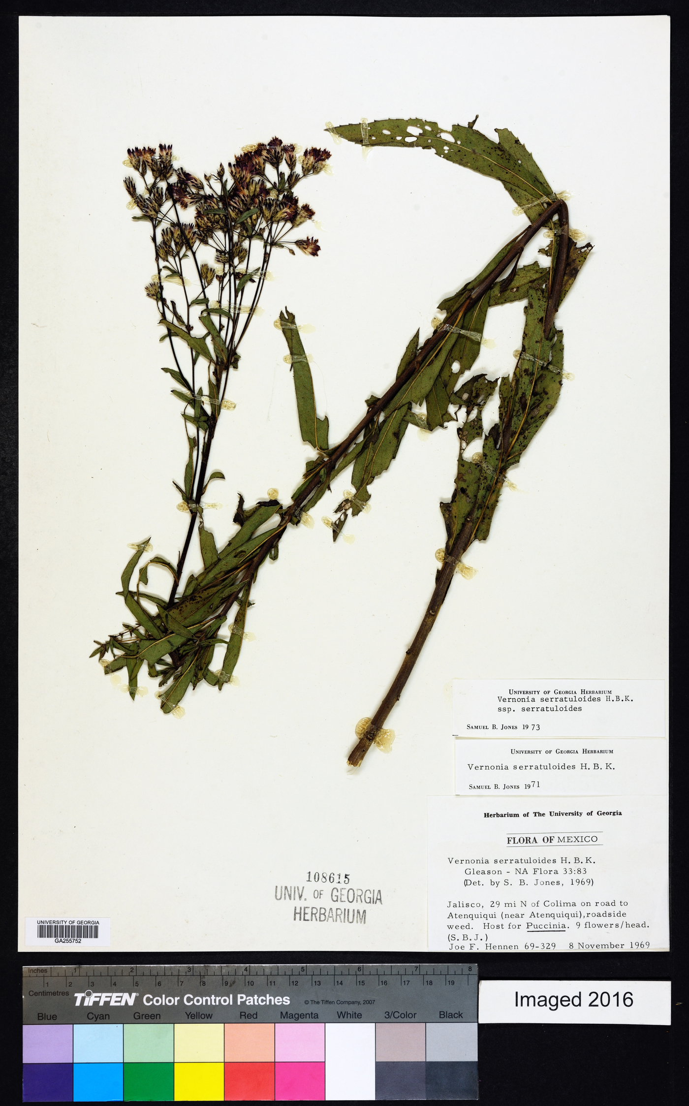 Vernonia serratuloides image