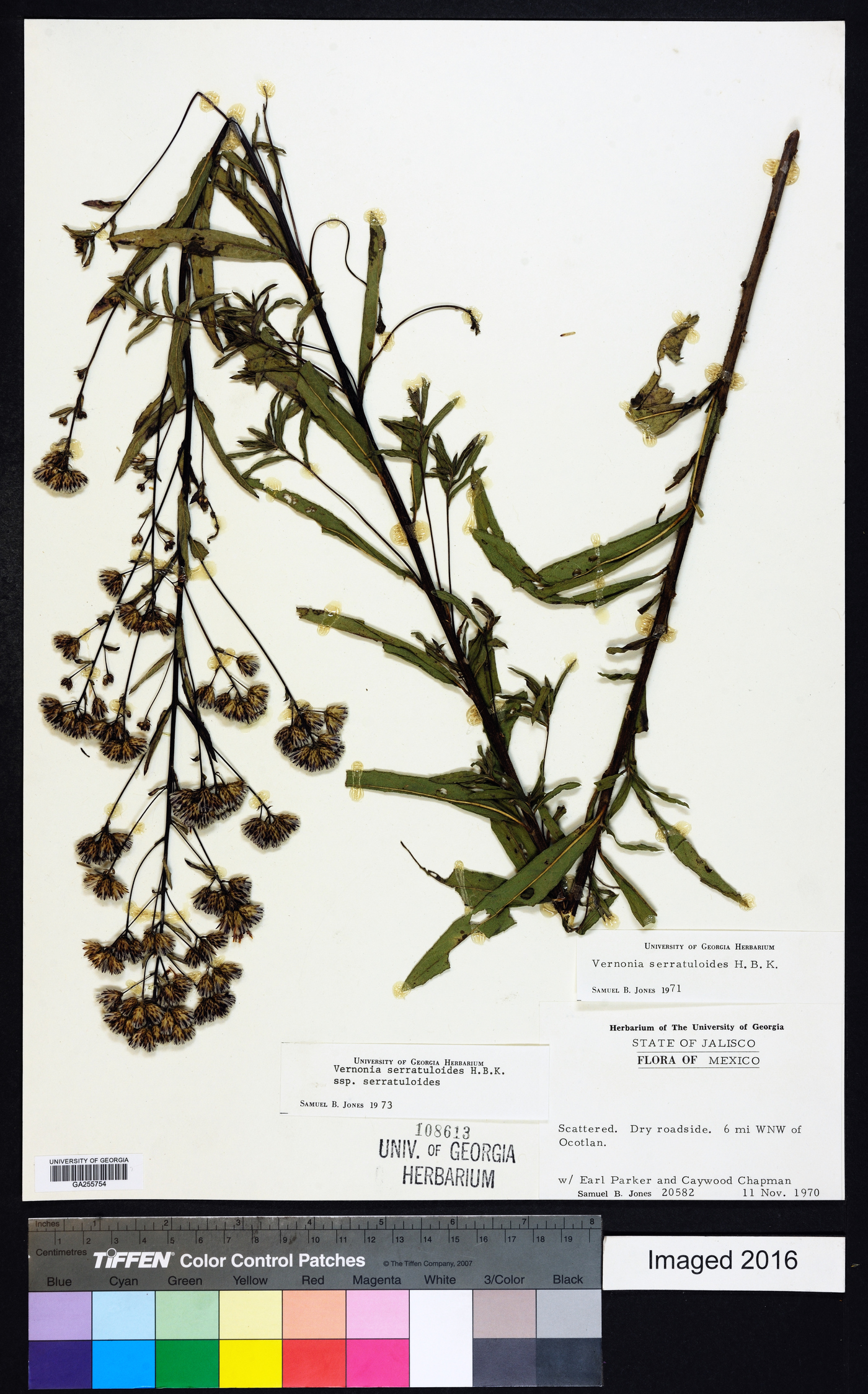 Vernonia serratuloides image