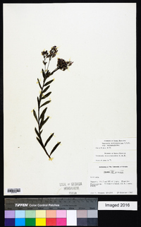 Vernonia serratuloides image