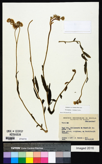 Chrysolaena simplex image