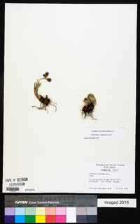 Chrysolaena simplex image