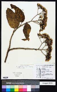 Gymnanthemum exsertiflorum image