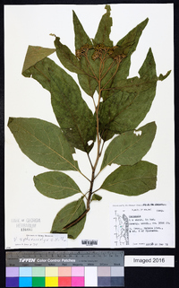Image of Gymnanthemum exsertiflorum
