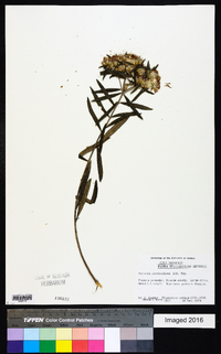 Lepidaploa sprengeliana image
