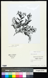 Lepidaploa sprengeliana image